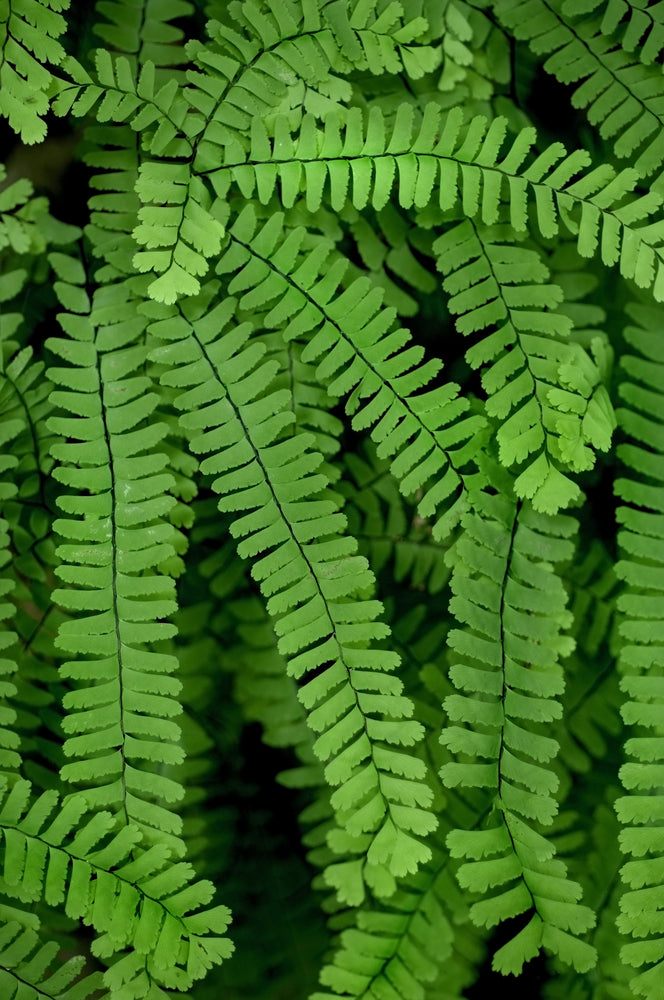 products/Pedatum.jpg